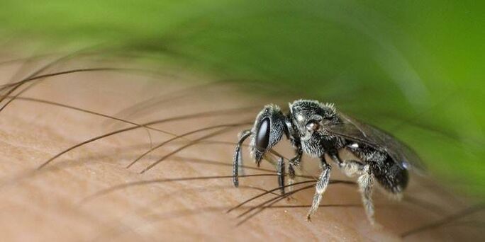 Gigitan serangga dapat menularkan parasit usus