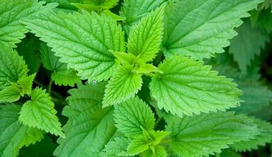 Herbal untuk menghilangkan parasit dari tubuh