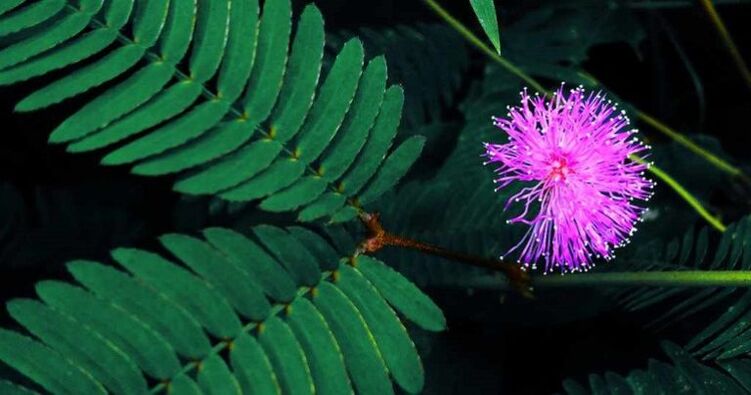 Biji Mimosa Pudica membantu menghilangkan parasit dari dalam tubuh