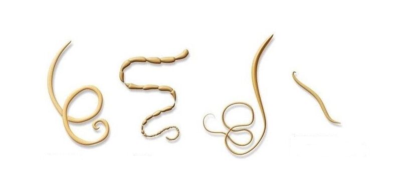 jenis parasit pada manusia