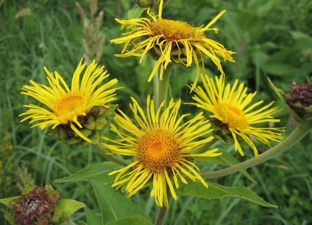 elecampane melawan parasit