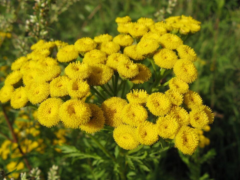 tansy melawan parasit