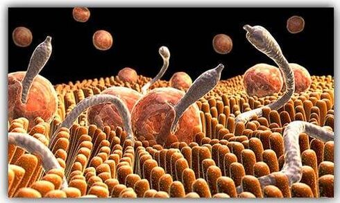 parasit di dalam tubuh