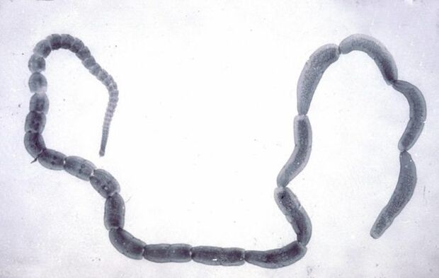 Cacing pita mentimun